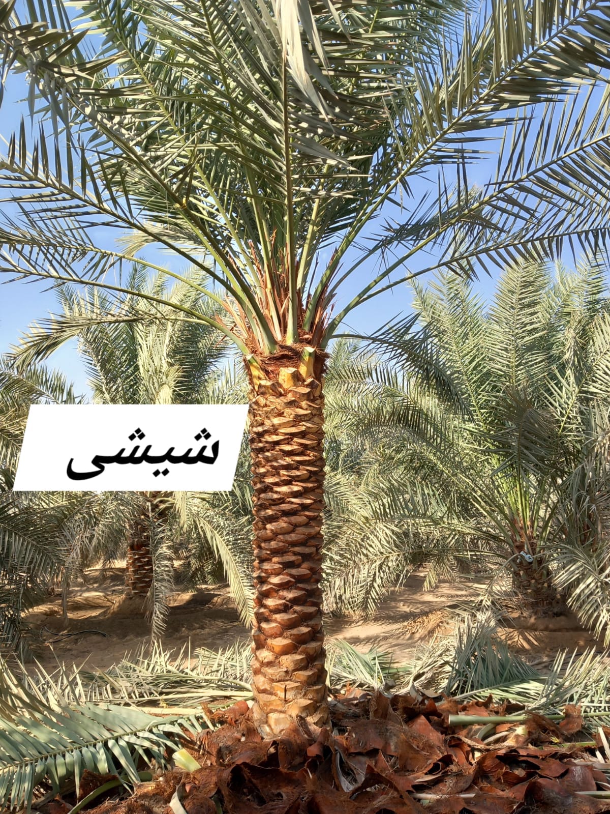 Whatsapp Image 2026 09 25 At 9 48 51 Pm 3 – Prime Date Palm Trees UAE
